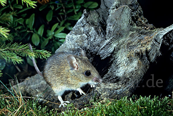 Waldmaus (Apodemus sylvaticus)