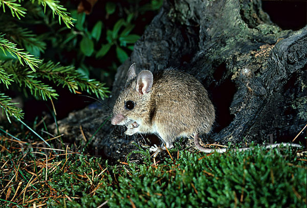 Waldmaus (Apodemus sylvaticus)