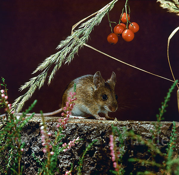 Waldmaus (Apodemus sylvaticus)