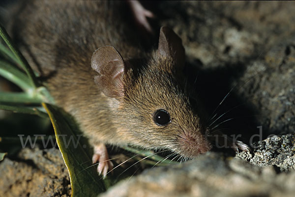 Waldmaus (Apodemus sylvaticus)