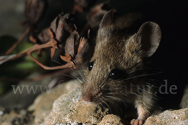 Waldmaus (Apodemus sylvaticus)