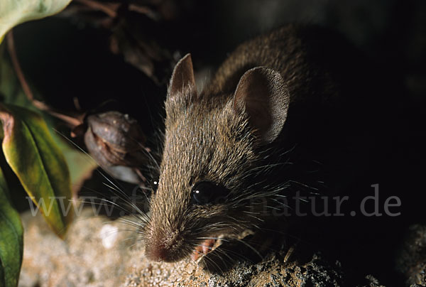 Waldmaus (Apodemus sylvaticus)