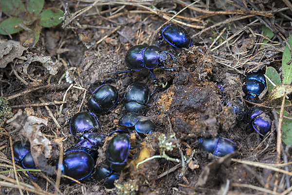 Waldmistkäfer (Anoplotrupes stercorosus)