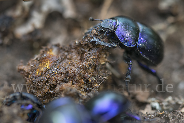 Waldmistkäfer (Anoplotrupes stercorosus)