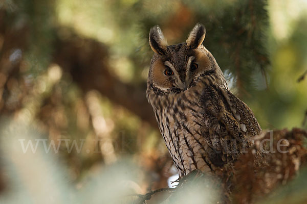 Waldohreule (Asio otus)