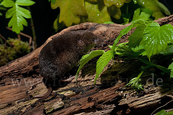 Waldspitzmaus (Sorex araneus)