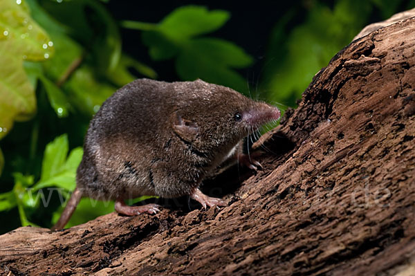 Waldspitzmaus (Sorex araneus)