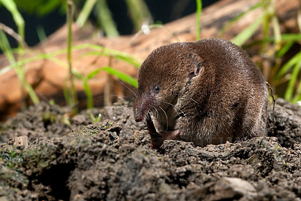 Waldspitzmaus (Sorex araneus)