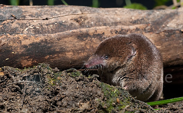 Waldspitzmaus (Sorex araneus)