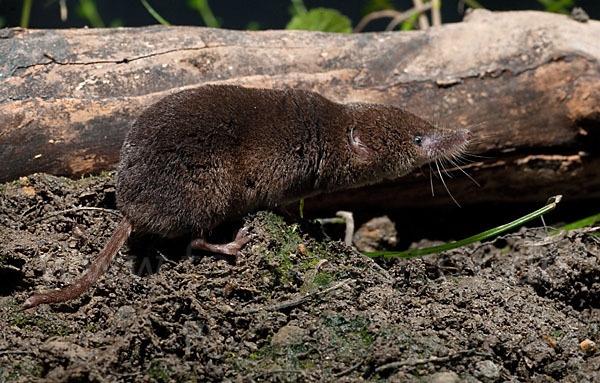 Waldspitzmaus (Sorex araneus)