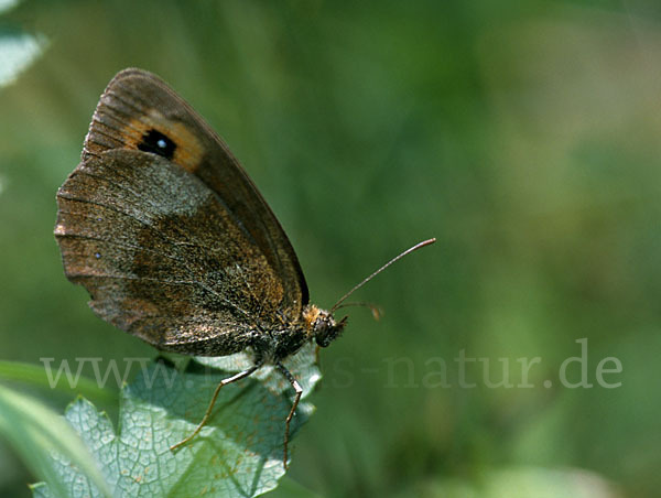 Waldteufel (Erebia aethiops)