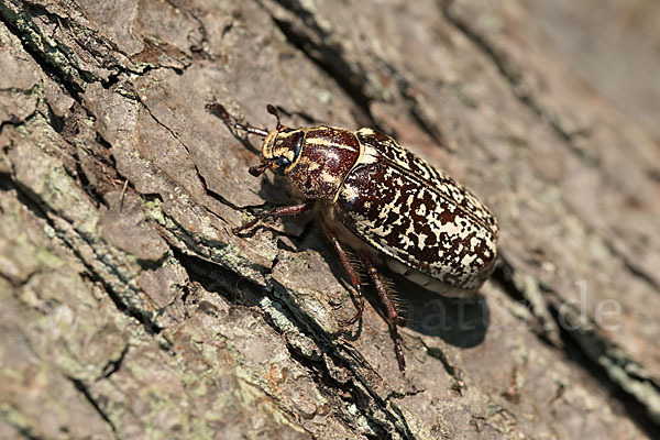 Walker (Polyphylla fullo)