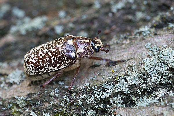 Walker (Polyphylla fullo)