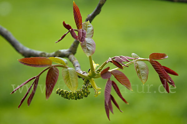 Walnußbaum (Juglans regia)