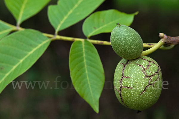 Walnußbaum (Juglans regia)