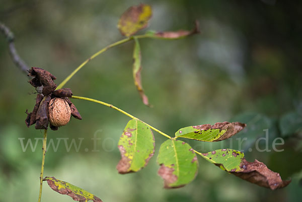 Walnußbaum (Juglans regia)