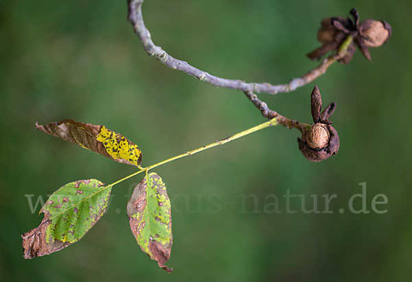 Walnußbaum (Juglans regia)