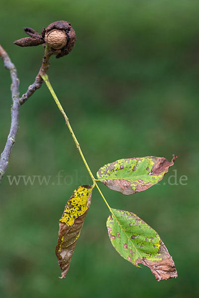 Walnußbaum (Juglans regia)