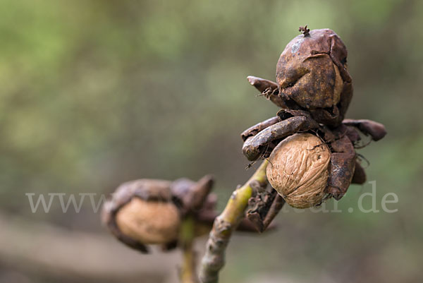 Walnußbaum (Juglans regia)