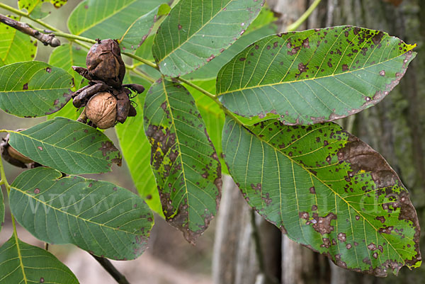 Walnußbaum (Juglans regia)