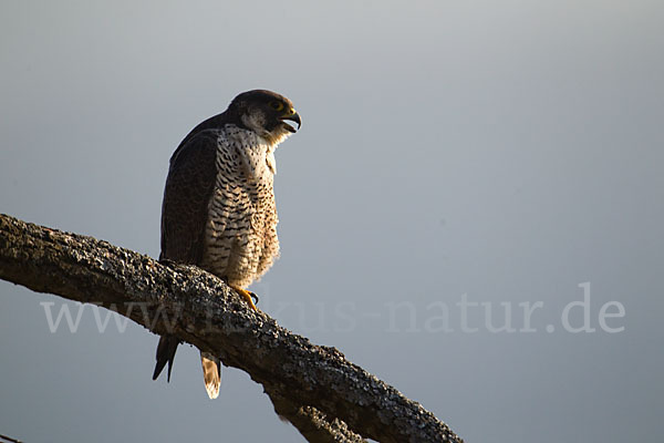 Wanderfalke (Falco peregrinus)