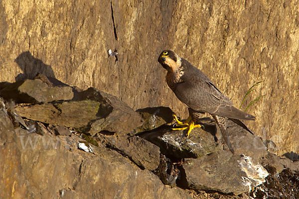 Wanderfalke (Falco peregrinus)