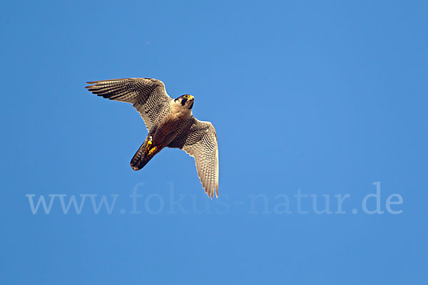 Wanderfalke (Falco peregrinus)