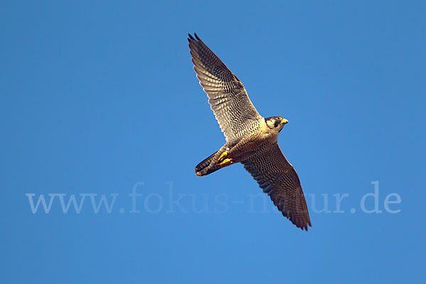 Wanderfalke (Falco peregrinus)