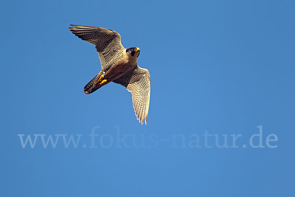 Wanderfalke (Falco peregrinus)