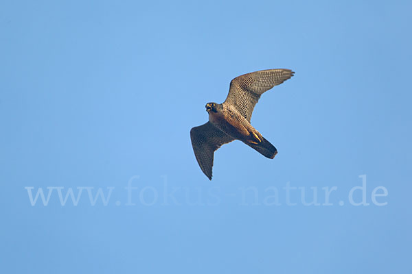 Wanderfalke (Falco peregrinus)