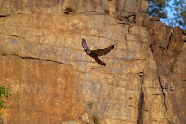 Wanderfalke (Falco peregrinus)