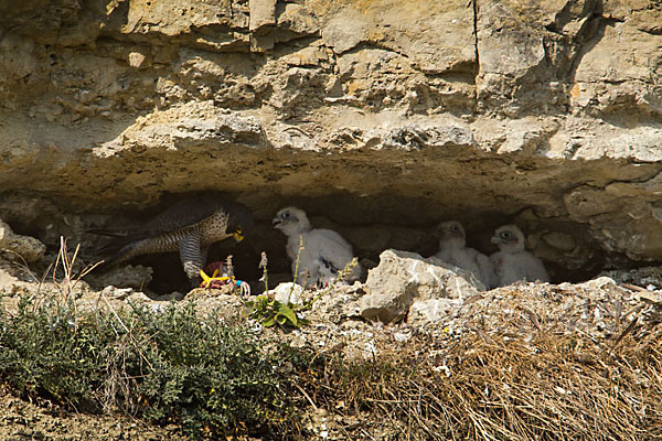 Wanderfalke (Falco peregrinus)