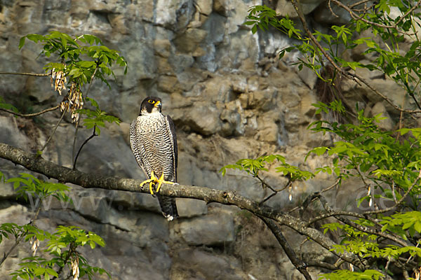 Wanderfalke (Falco peregrinus)