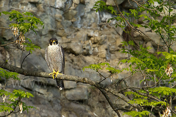 Wanderfalke (Falco peregrinus)