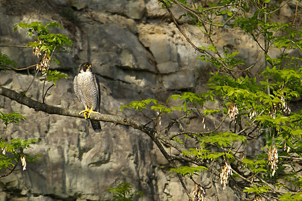 Wanderfalke (Falco peregrinus)