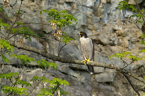 Wanderfalke (Falco peregrinus)