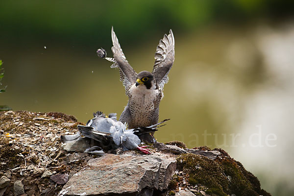 Wanderfalke (Falco peregrinus)