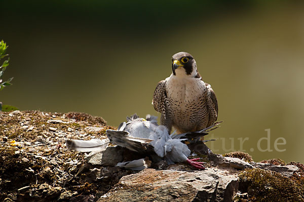 Wanderfalke (Falco peregrinus)