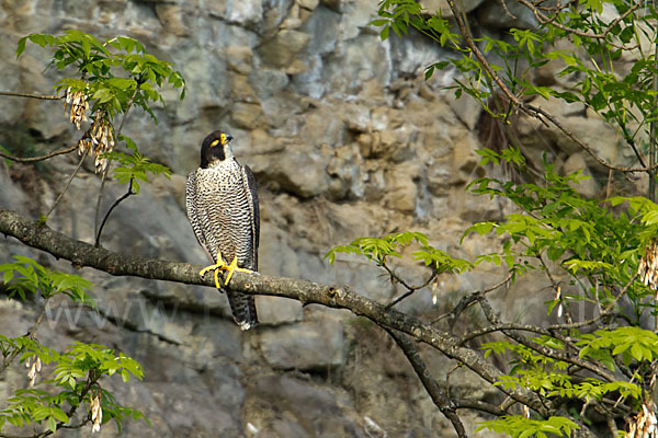 Wanderfalke (Falco peregrinus)