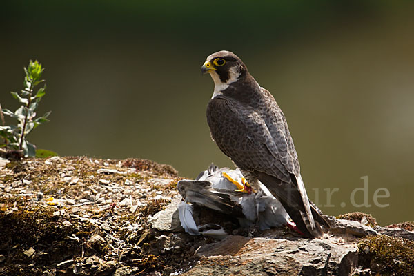 Wanderfalke (Falco peregrinus)