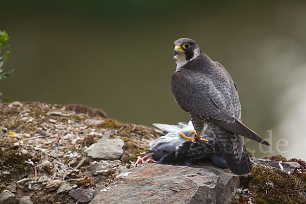 Wanderfalke (Falco peregrinus)