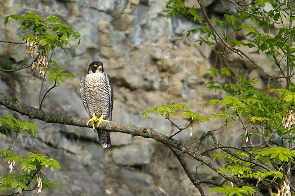 Wanderfalke (Falco peregrinus)