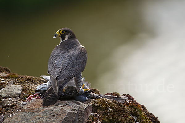 Wanderfalke (Falco peregrinus)