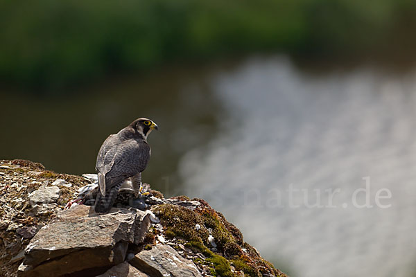 Wanderfalke (Falco peregrinus)