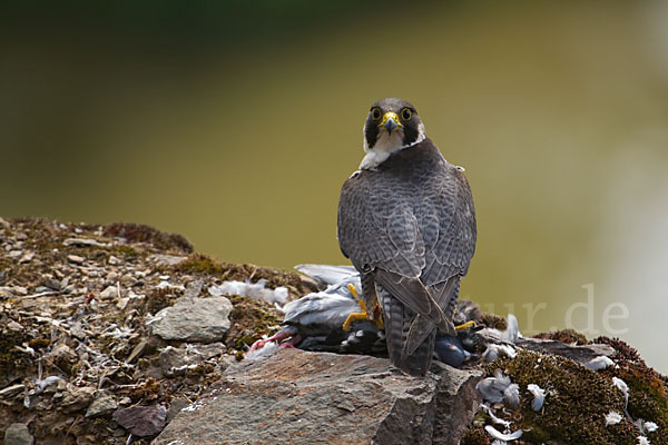 Wanderfalke (Falco peregrinus)