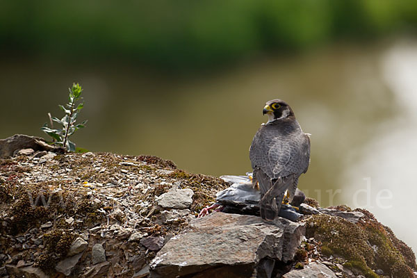 Wanderfalke (Falco peregrinus)