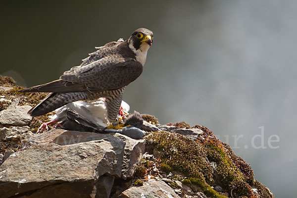 Wanderfalke (Falco peregrinus)