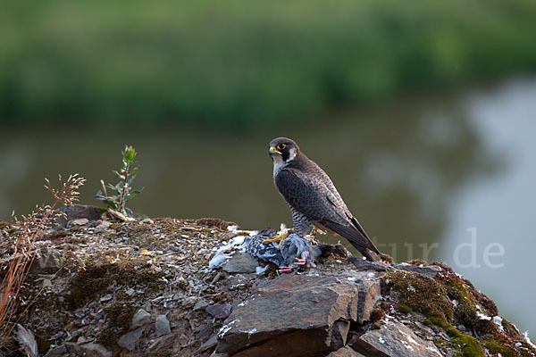 Wanderfalke (Falco peregrinus)