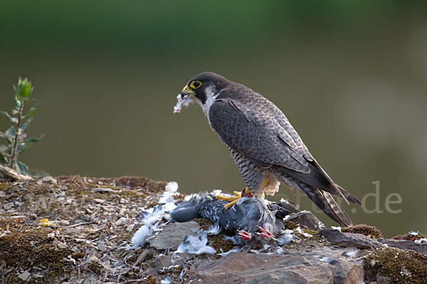 Wanderfalke (Falco peregrinus)