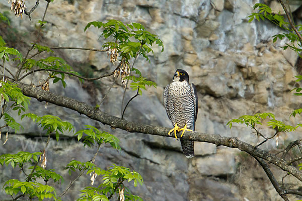 Wanderfalke (Falco peregrinus)